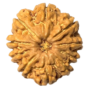 10 Mukhi Rudraksha