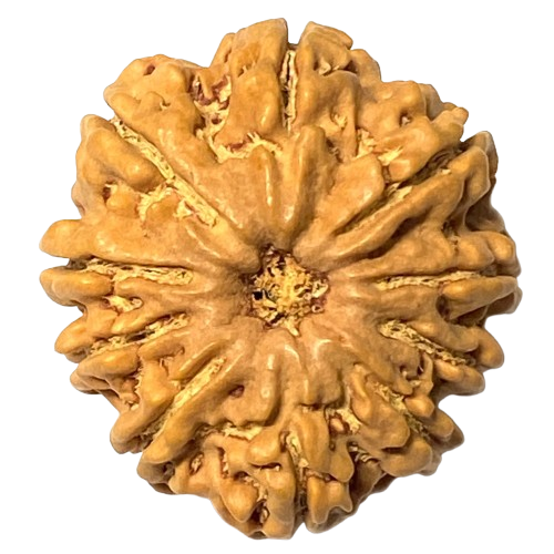 10 Mukhi Rudraksha