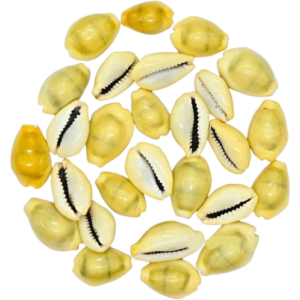 Yellow Cowry | Pili Kauri