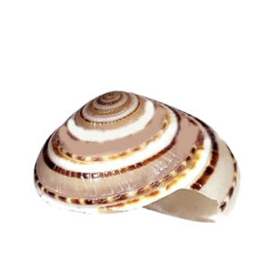 Vishnu Sudarshan Chakra Shankh
