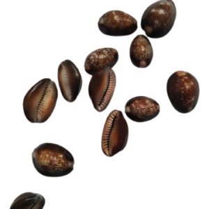 Black Cowry (Kala Kaudi)