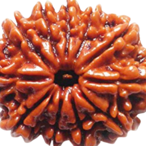 11 Mukhi Rudraksha