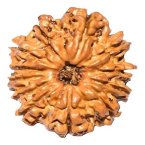 12 Mukhi Rudraksha