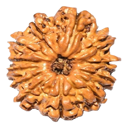 12 Mukhi Rudraksha
