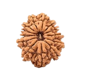 13 Mukhi Rudraksha