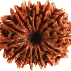 14 Mukhi Rudraksha