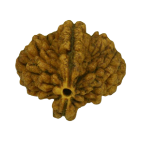 2 Mukhi Rudraksha