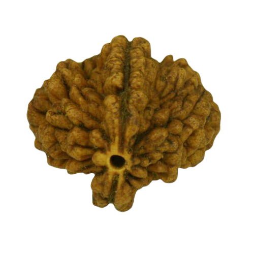 2 Mukhi Rudraksha