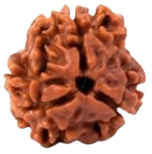 3 Mukhi Rudraksha