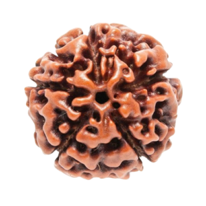5 Mukhi Rudraksha