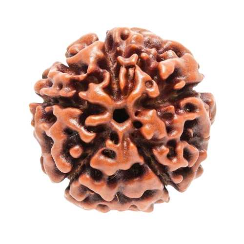 5 Mukhi Rudraksha