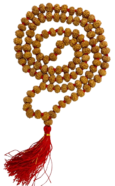 6 मुखी रुद्राक्ष ( माला के साथ ) – 6 Mukhi Rudraksha Mala