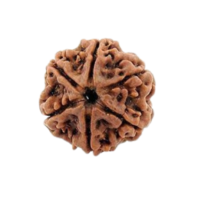 6 Mukhi Rudraksha