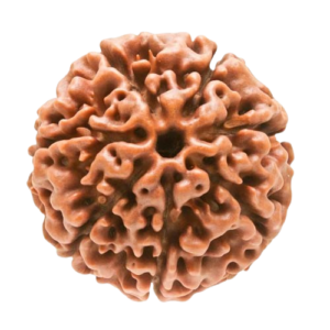 7 Mukhi Rudraksha