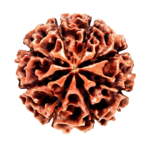8 Mukhi Rudraksha