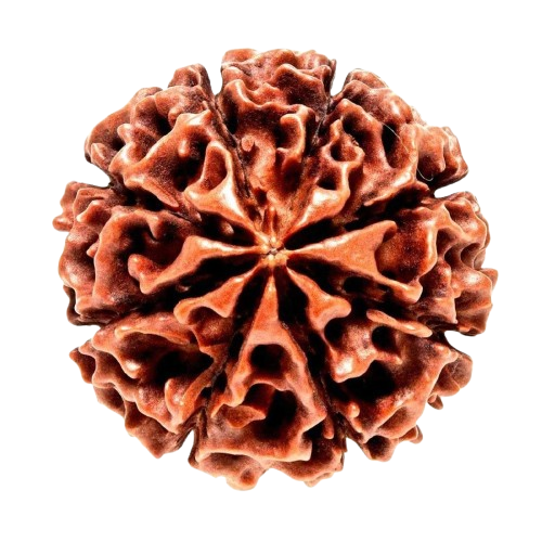 8 Mukhi Rudraksha
