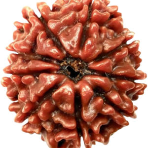 9 Mukhi Rudraksha