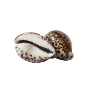 Big Vishnu Kaudi / Cowry Shell set of 2