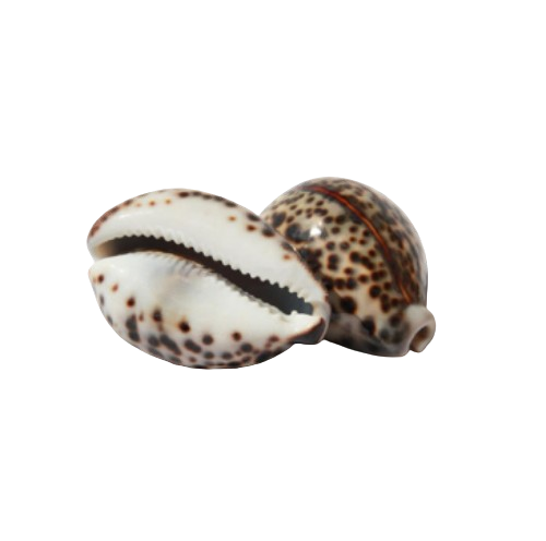 Big Vishnu Kaudi / Cowry Shell set of 2