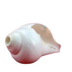 Blowing Shankh