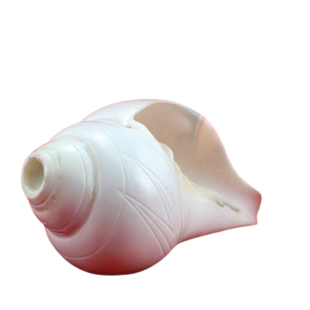 Blowing Shankh