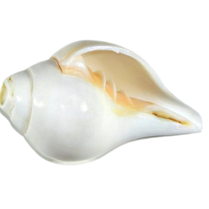 Divine Pooja Blowing Shankha for Aarti