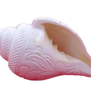 Flower Carving Natural Blowing Shankha - 6.25 Inches
