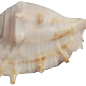 Gaumukhi Shankh