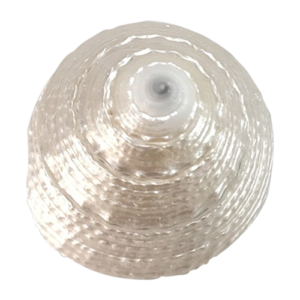 Moti Shankh (Pearl Conch)