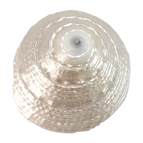 Moti Shankh (Pearl Conch)