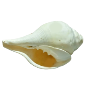Narayani Natural Blowing Shankh