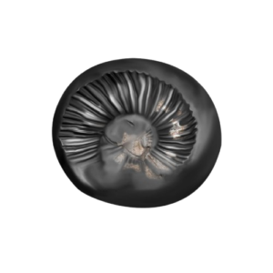 Surya Narayan Shaligram Shila Stone