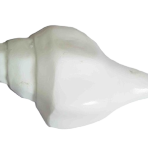 Original Blowing (Bajane Wala) Shankh