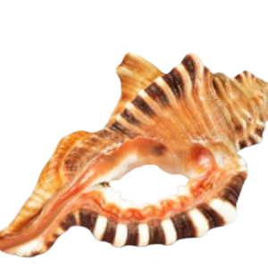 Original Ganesh Shankh