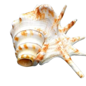 Panchmukhi Shankh