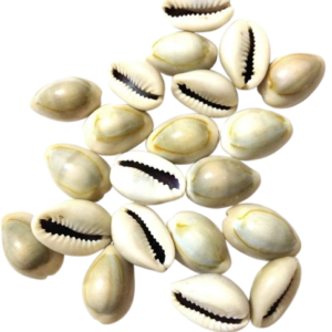 Parad Cowrie (Mercury Cowry)