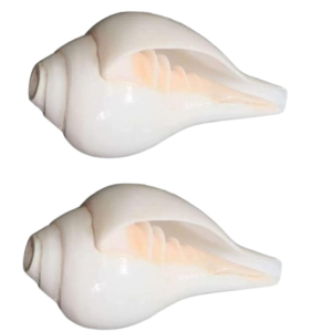 Small Puja Shankh set of 2