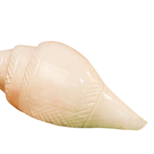 Sunrise Carving Natural Blowing Shankha