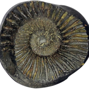 Surya Shaligram Shila