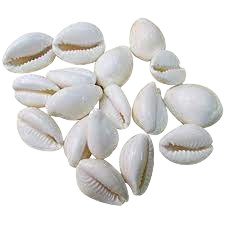 White Cowry (Safed Kaudi)