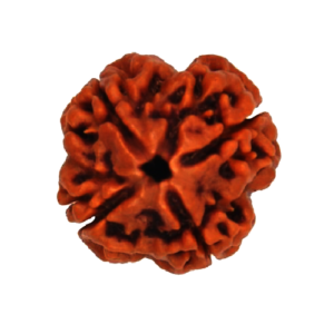 4 Mukhi Rudraksha