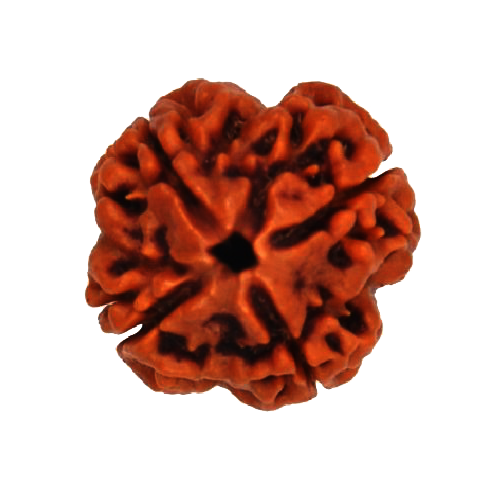 4 Mukhi Rudraksha