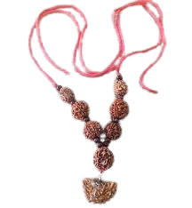 2 मुखी रुद्राक्ष ( माला के साथ ) – 2 Mukhi Rudraksha